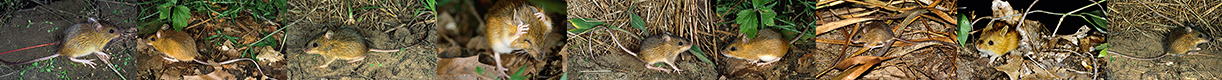 Zapodinae Jumping Mice